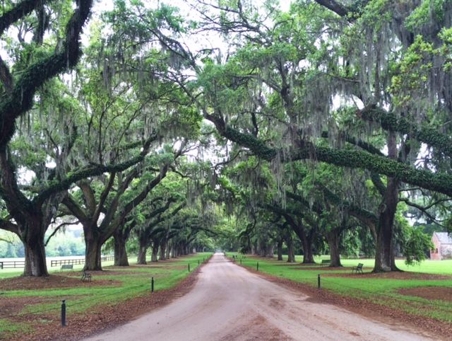 Oak Trees at Boone Hall Plantation in South Carolina