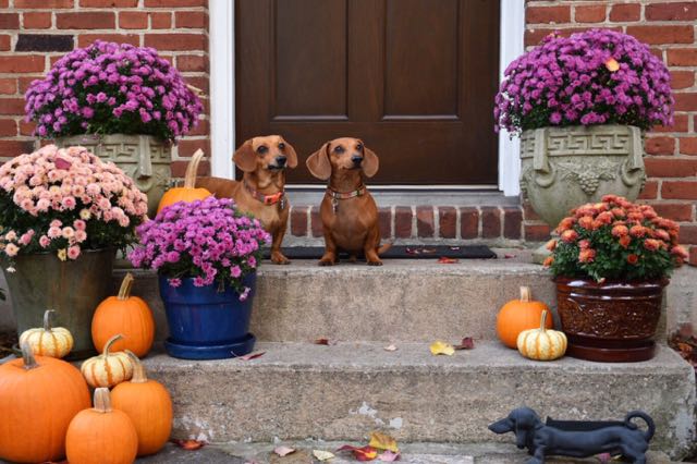 dogs, dachshunds, west hartford, connecticut