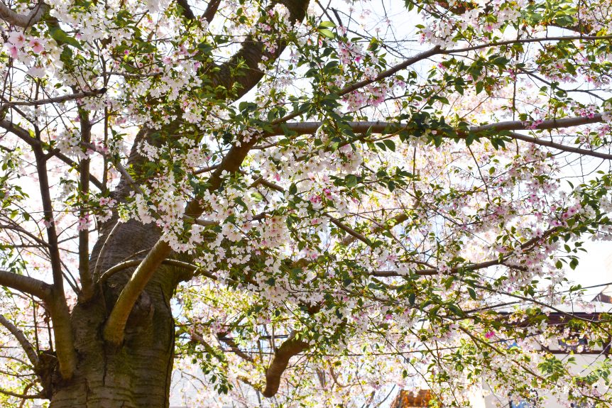 Celebrate Spring at the Cherry Blossom Festival in New Haven, CT The
