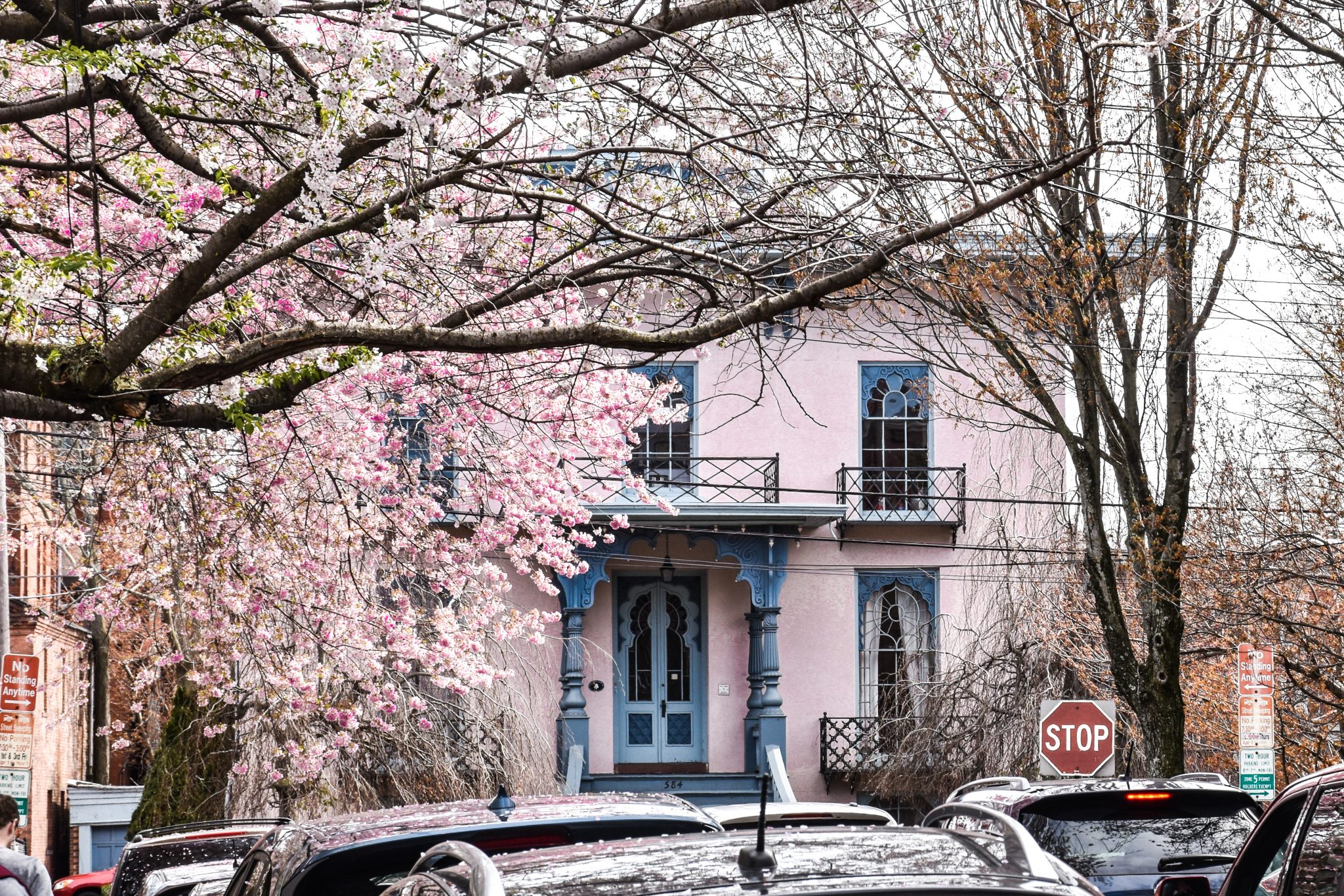 Celebrate Spring at the Cherry Blossom Festival in New Haven, CT The