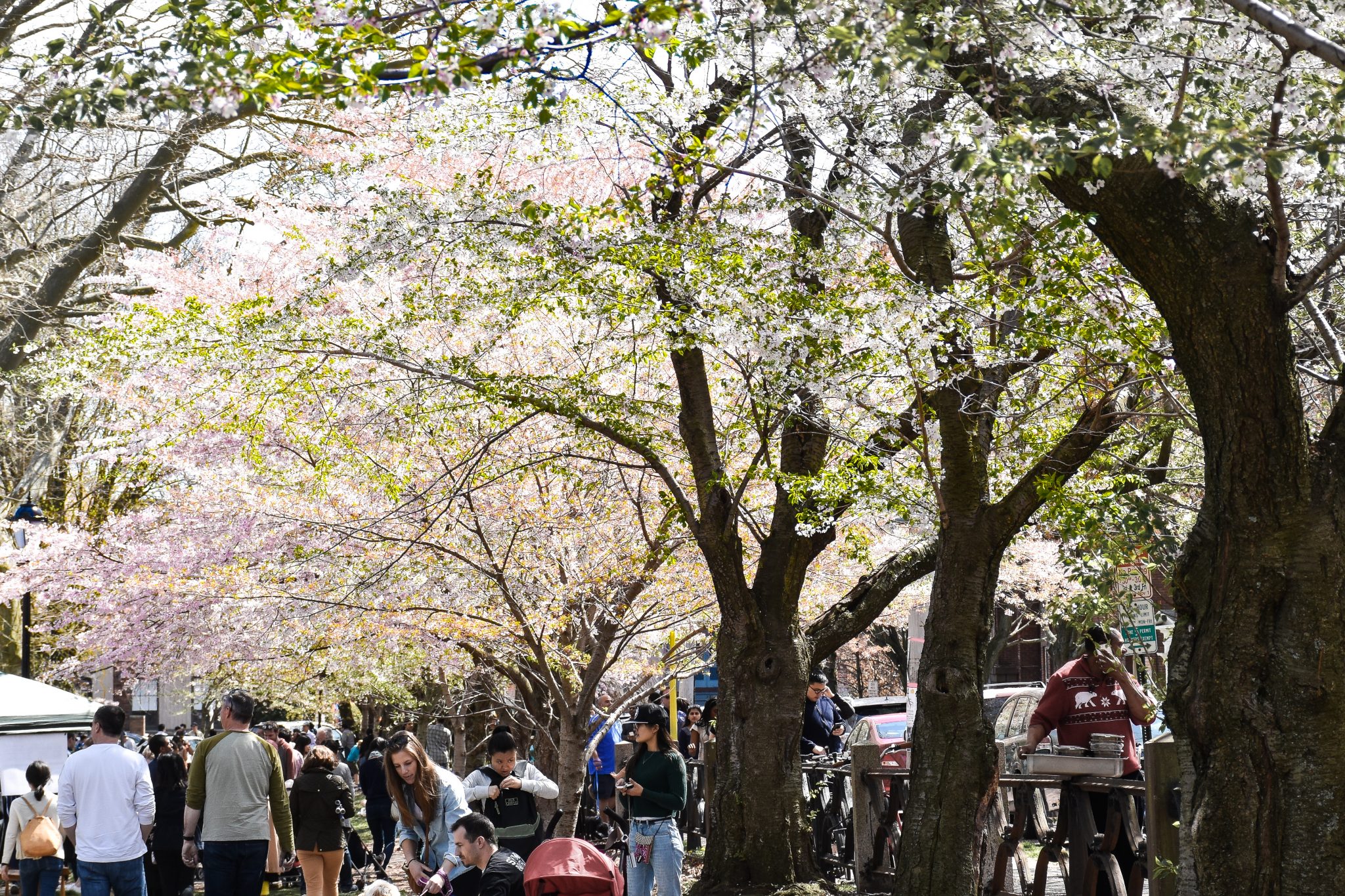 Celebrate Spring at the Cherry Blossom Festival in New Haven, CT The